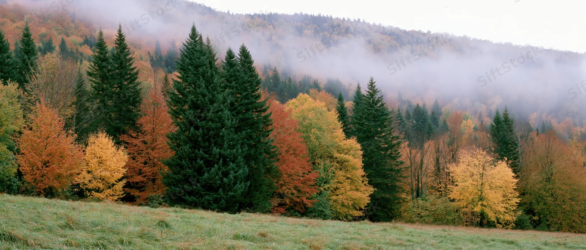 Mixed deciduous and evergreen trees in autumn colors on a misty hillside meadow