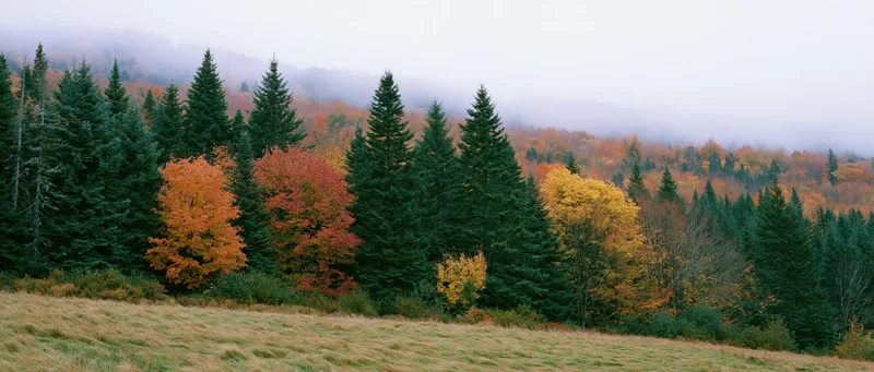 Mixed evergreen and deciduous trees in autumn colors along a misty mountain ridge with a grassy meadow in the foreground