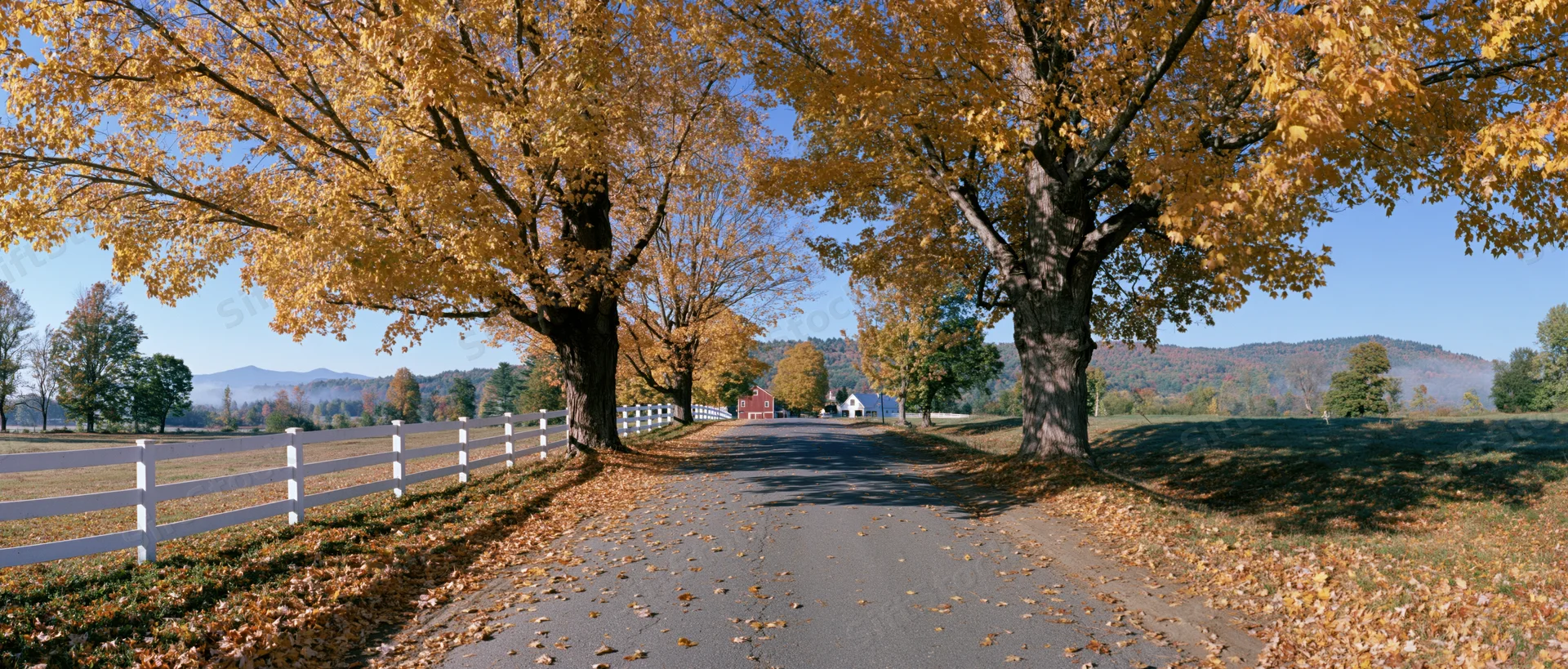 Narrow country road lined with mature maple trees in peak autumn foliage, flanked by white fence and fields under blue sky