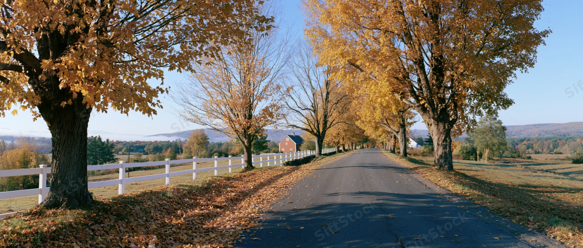 Narrow country road lined with maple trees in autumn foliage leading to a farm with white fence and barn