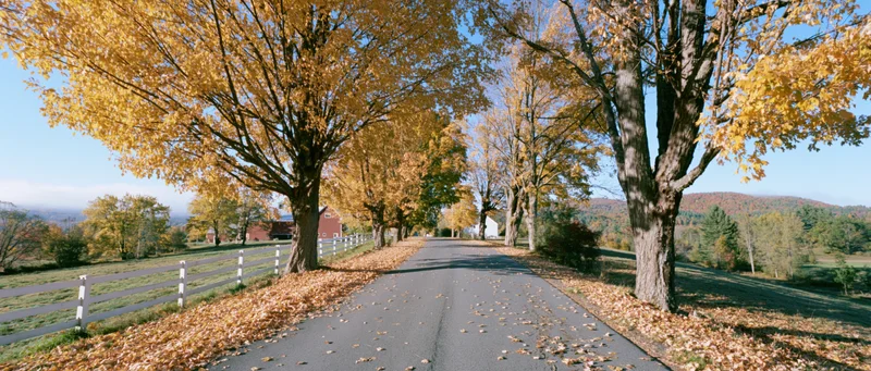 Narrow country road lined with mature maple trees in peak autumn foliage, flanked by white fence and farm buildings under blue sky