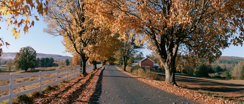 Narrow country road lined with maple trees in autumn foliage, flanked by white fence and farm fields under clear blue sky