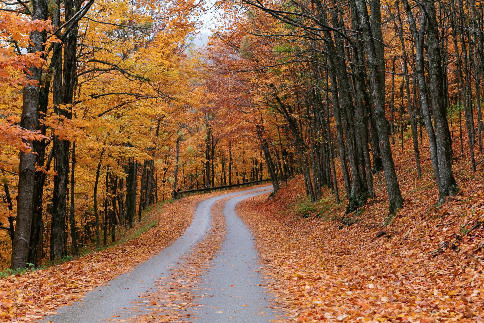 Winding country road covered in fallen autumn leaves through a dense deciduous forest