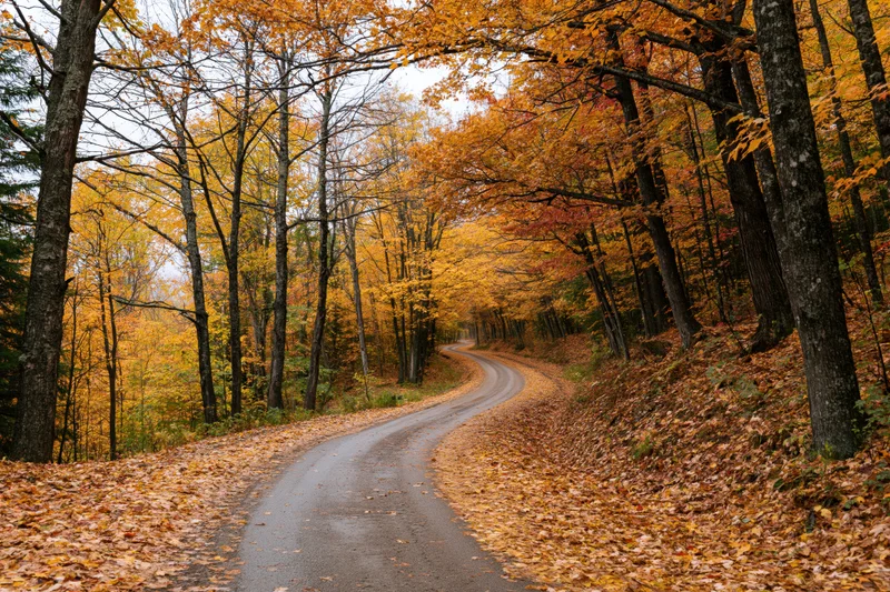 Winding country road through dense autumn forest with fallen leaves covering the ground and trees displaying vibrant fall colors