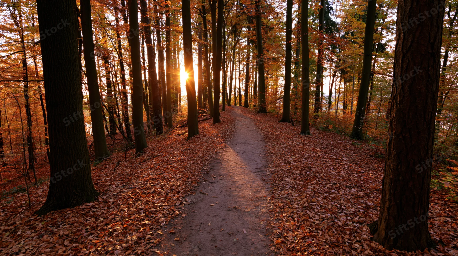 Narrow dirt path winding through dense autumn forest with sunlight filtering through trees