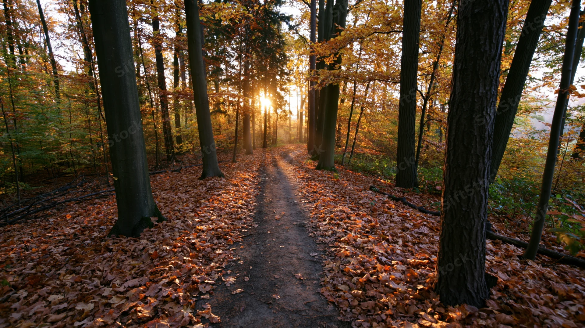 Narrow dirt path winding through dense autumn forest with sunlight filtering through trees