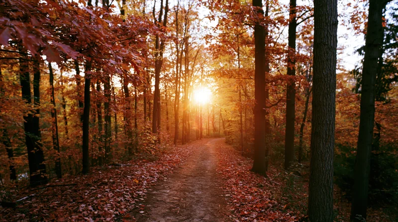 Narrow dirt path through autumn forest with sunlight filtering through trees
