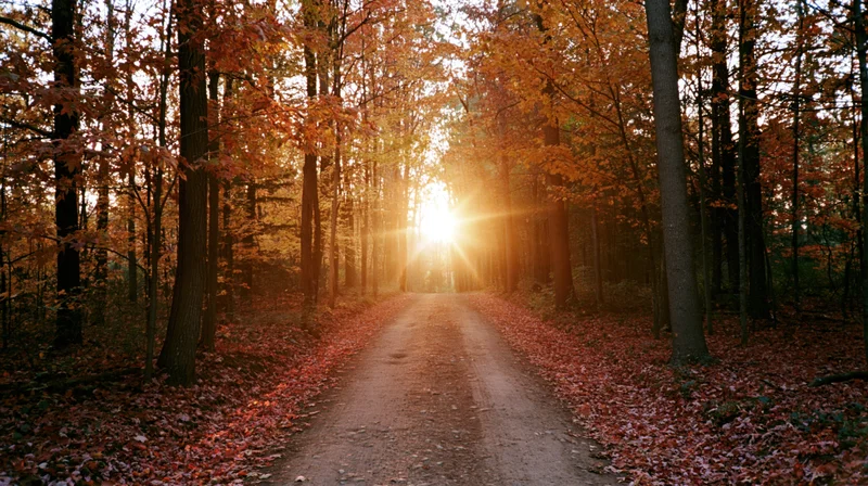 Dirt path through autumn forest with sunlight shining through trees at horizon