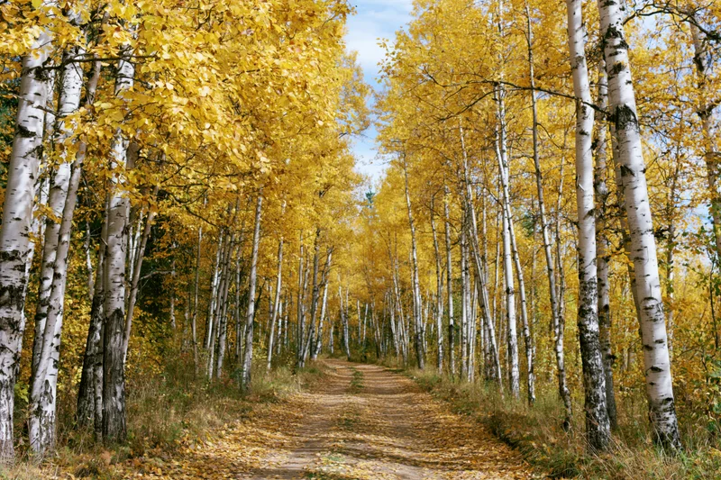 Narrow dirt path through a birch forest in autumn with golden foliage and white trunks lining both sides