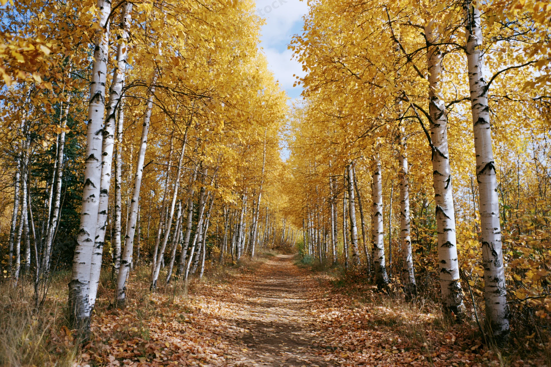 Narrow dirt path through a birch forest in autumn with golden leaves and blue sky