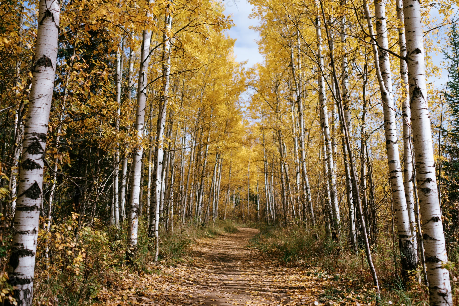 Narrow dirt path winding through a birch forest in autumn with golden leaves and white trunks lining both sides
