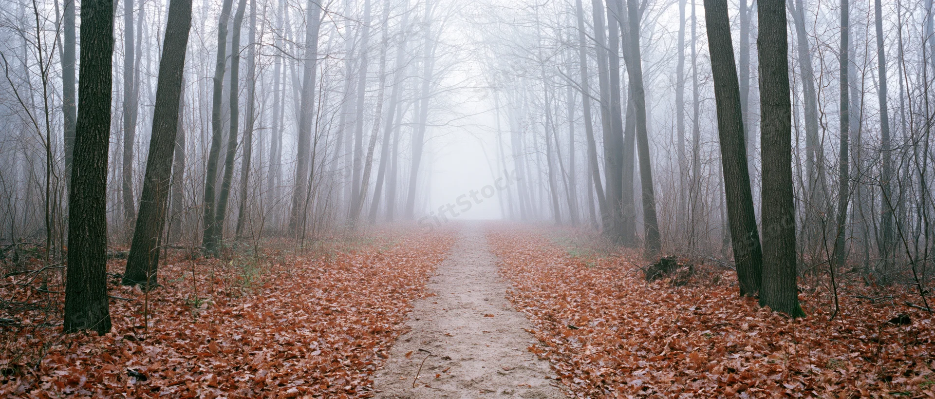 Narrow dirt path through a foggy leafless forest in autumn, covered in fallen leaves, surrounded by tall bare trees