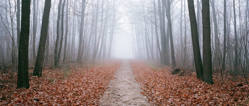 Narrow dirt path through a foggy leafless forest in autumn, covered in fallen leaves, surrounded by tall bare trees