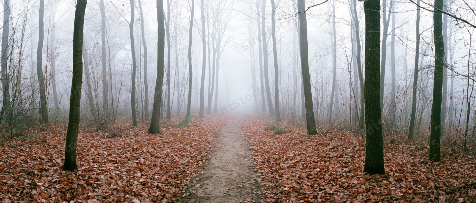 Narrow dirt path through a foggy leafless forest in autumn, covered in fallen leaves