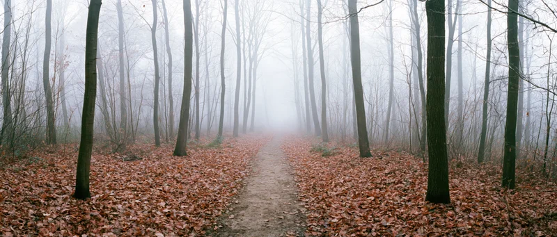 Narrow dirt path through a foggy leafless forest in autumn, covered in fallen leaves