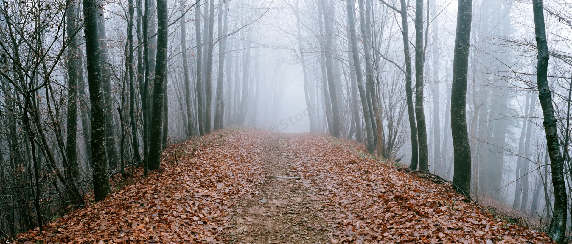 Narrow dirt path covered in fallen leaves winding through a foggy leafless forest