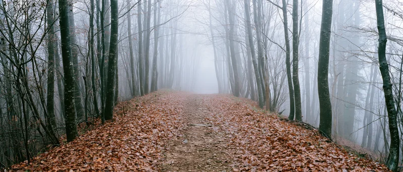 Narrow dirt path covered in fallen leaves winding through a foggy leafless forest