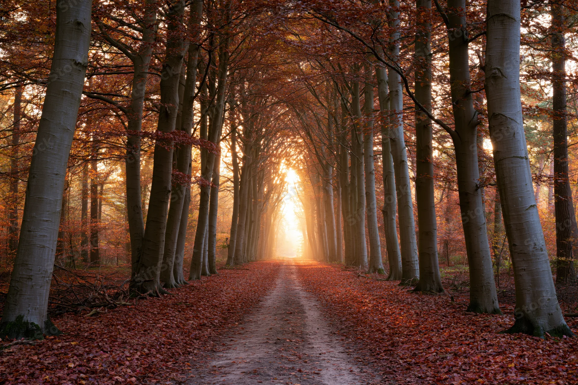 Narrow dirt path winding through dense autumn forest framed by tall trees with falling leaves and sunlight filtering through canopy