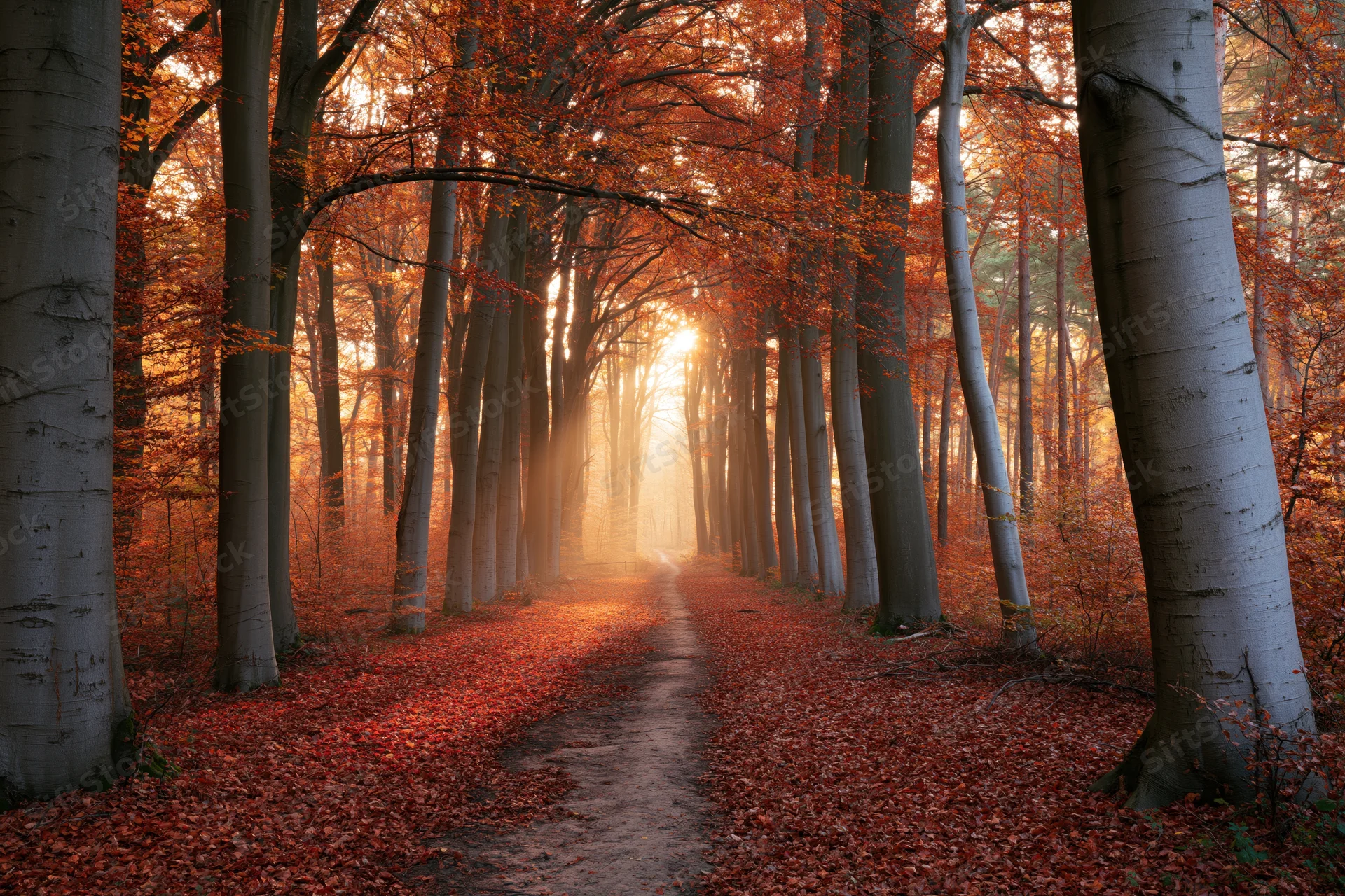 Narrow dirt path winding through dense autumn forest with sunlight filtering through trees