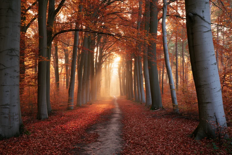 Narrow dirt path winding through dense autumn forest with sunlight filtering through trees