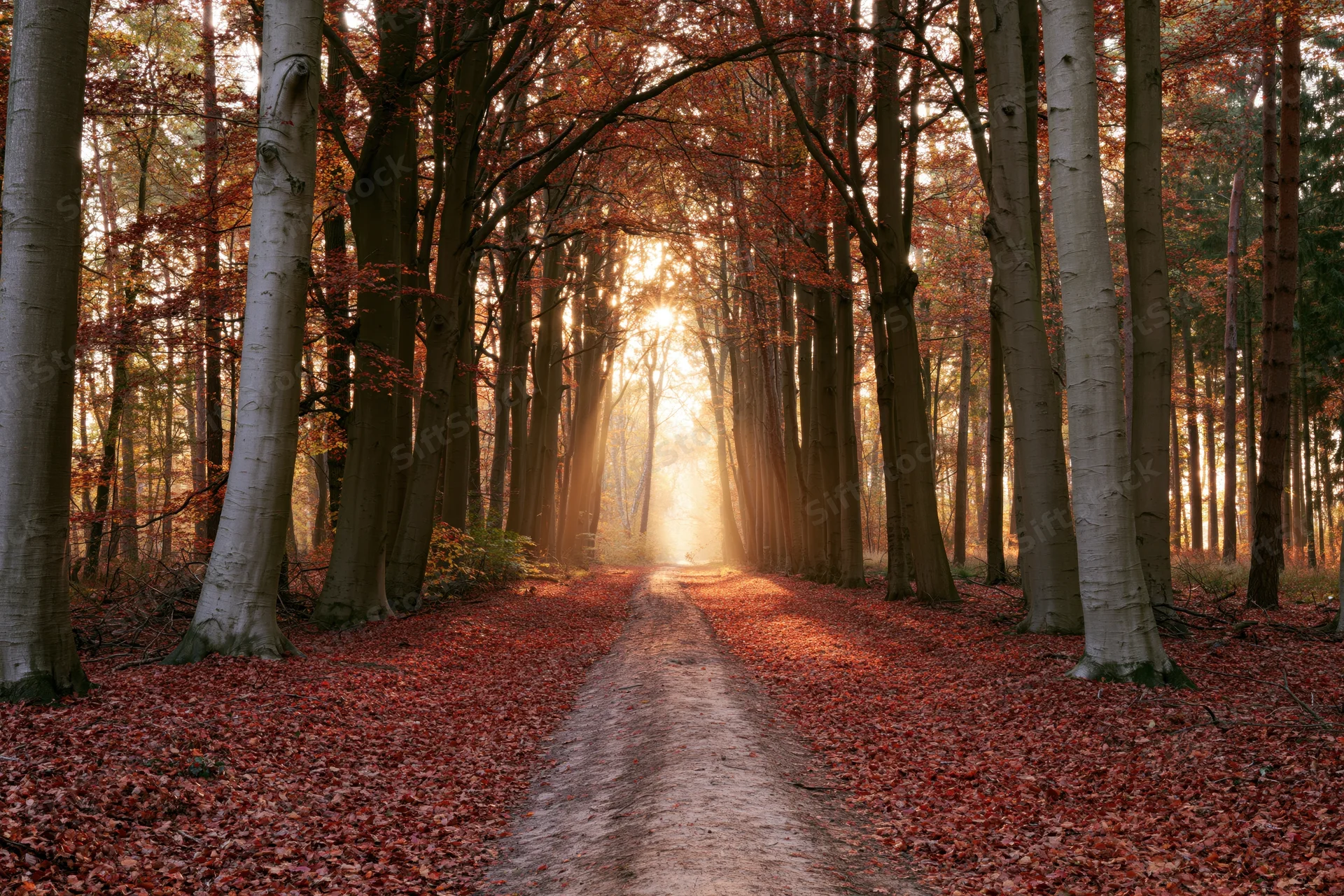 Narrow dirt path winding through dense autumn forest with sunlight filtering through trees
