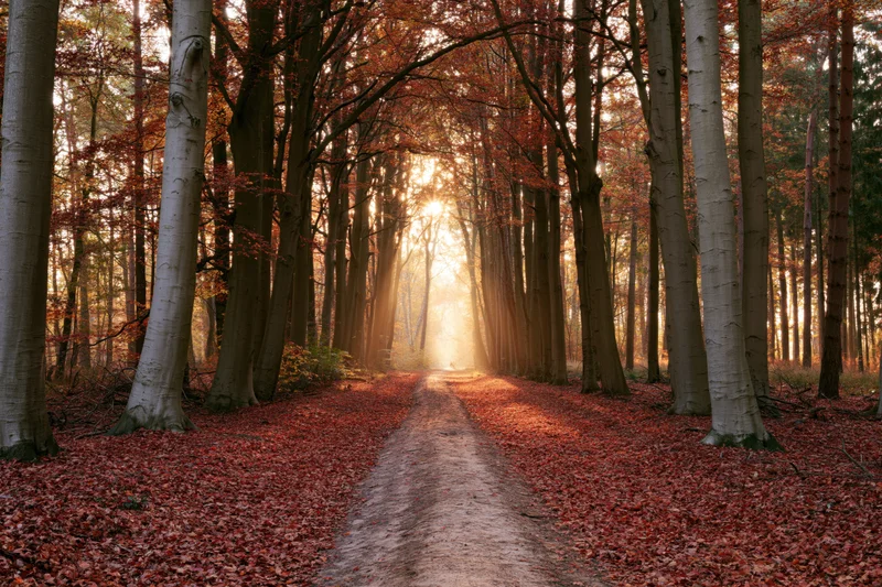 Narrow dirt path winding through dense autumn forest with sunlight filtering through trees