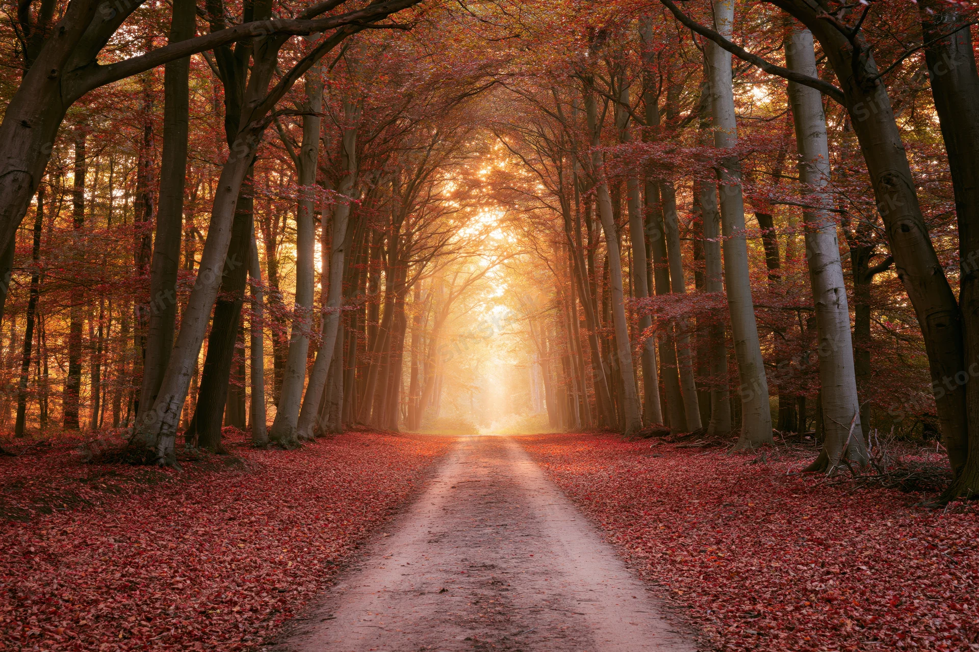 Narrow dirt path winding through dense autumn forest framed by tall trees with red foliage and sunlight filtering through canopy