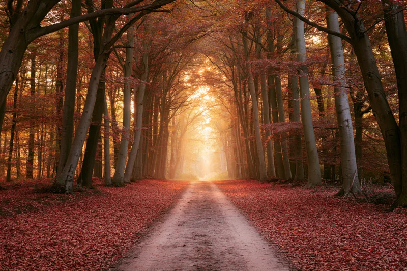 Narrow dirt path winding through dense autumn forest framed by tall trees with red foliage and sunlight filtering through canopy