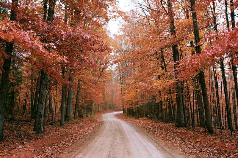 Winding dirt road through dense autumn forest with orange and red foliage overhead