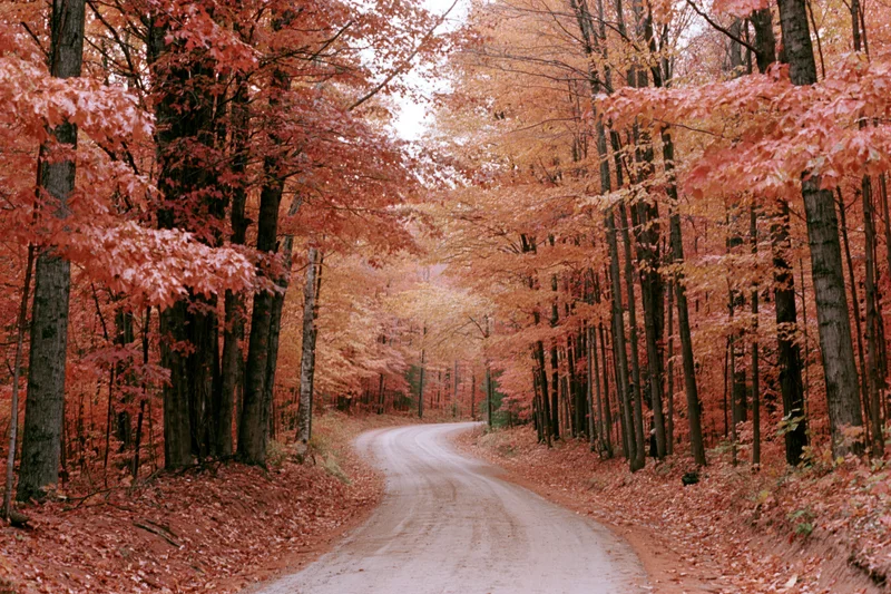 Winding dirt road through dense autumn forest framed by colorful trees