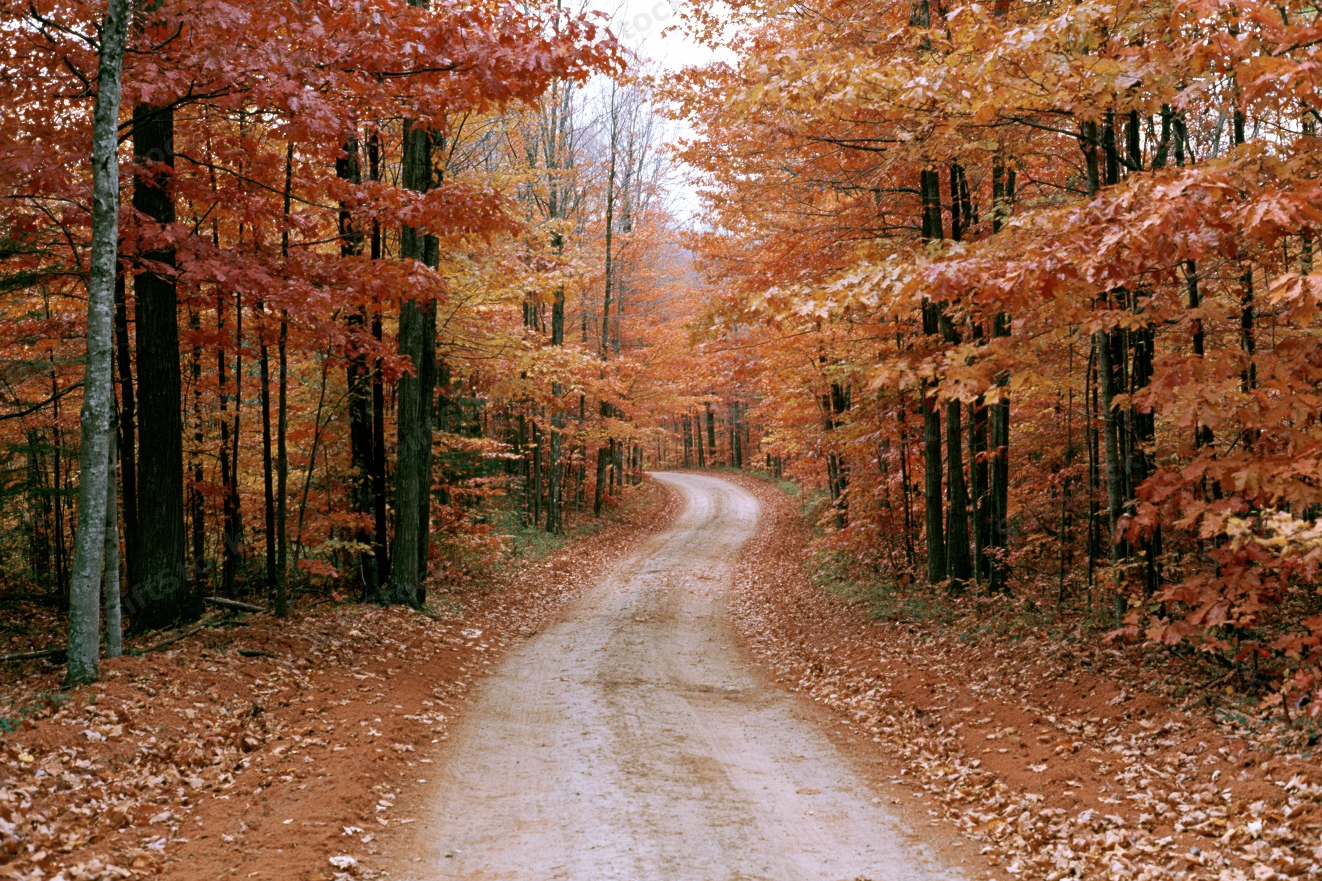 Winding dirt road through dense autumn forest framed by colorful trees