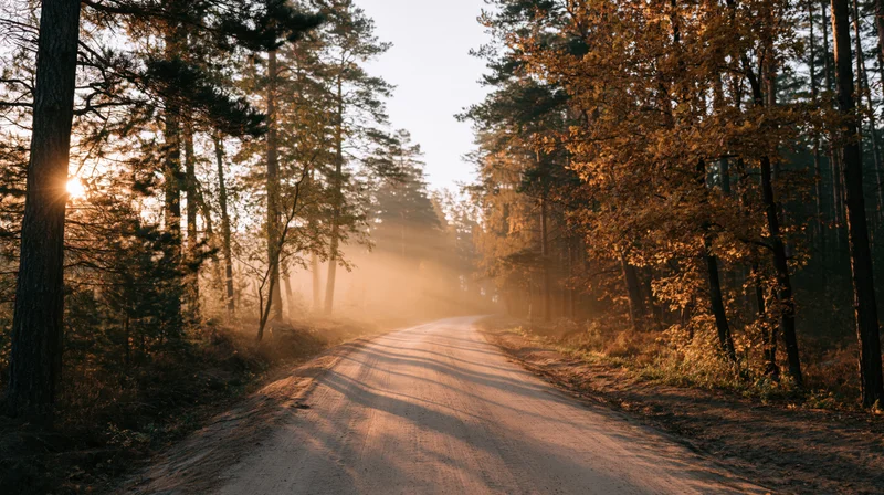 Narrow dirt road winding through autumn forest at sunrise with sunlight filtering through trees and mist