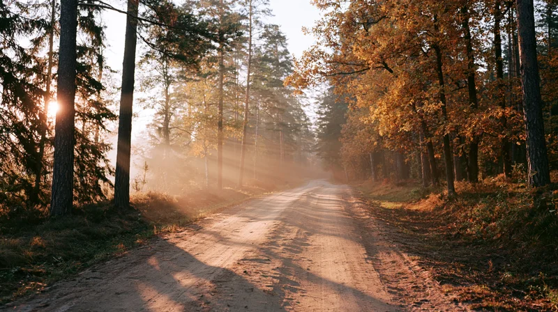 Narrow dirt road winding through autumn forest with sunlight filtering through trees at morning