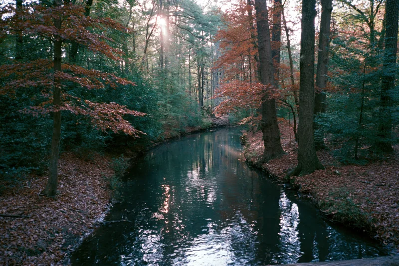 Narrow creek winding through dense autumn woodland with sunlight filtering through trees
