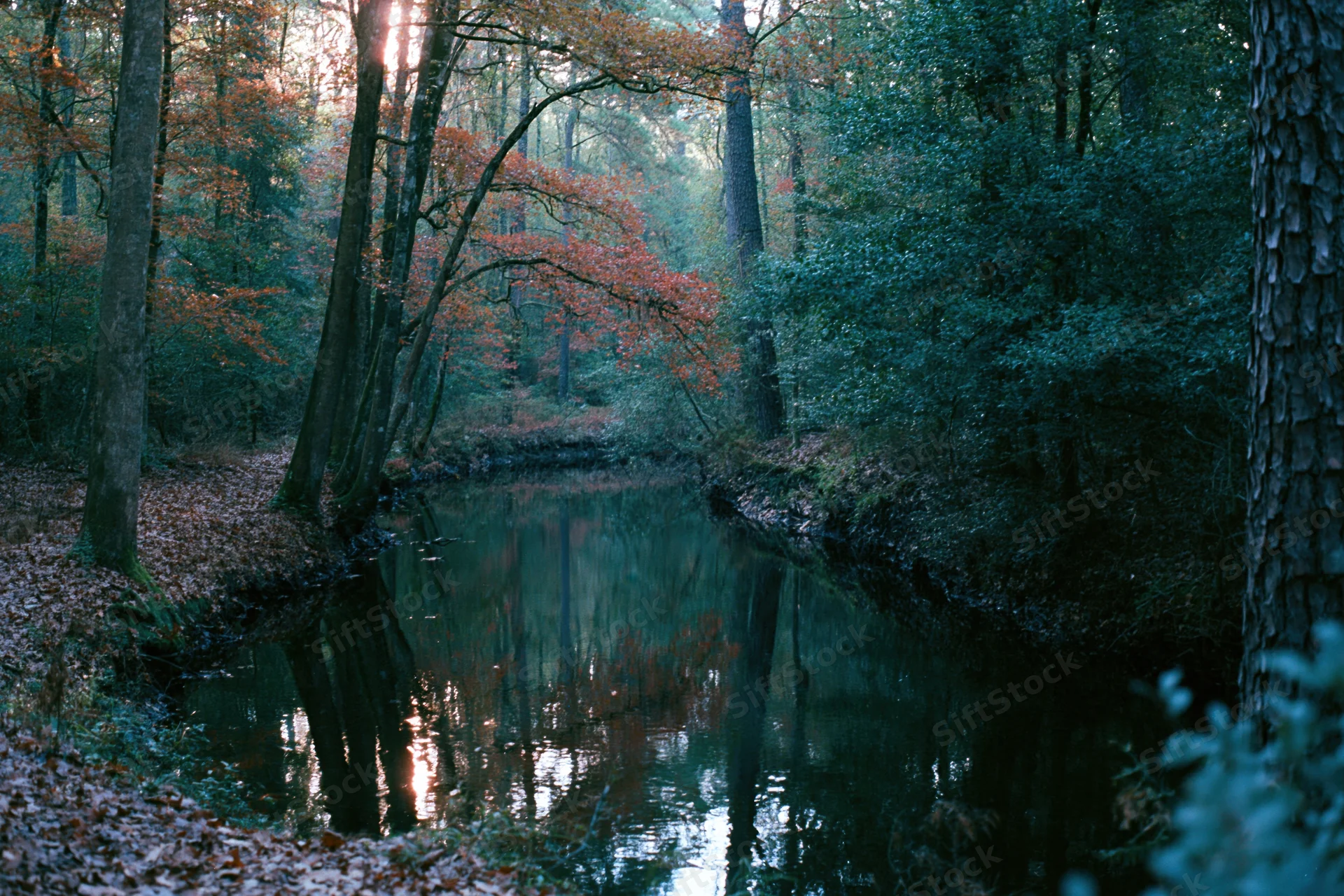 Narrow forest creek winding through dense autumn woodland with trees reflecting in still water