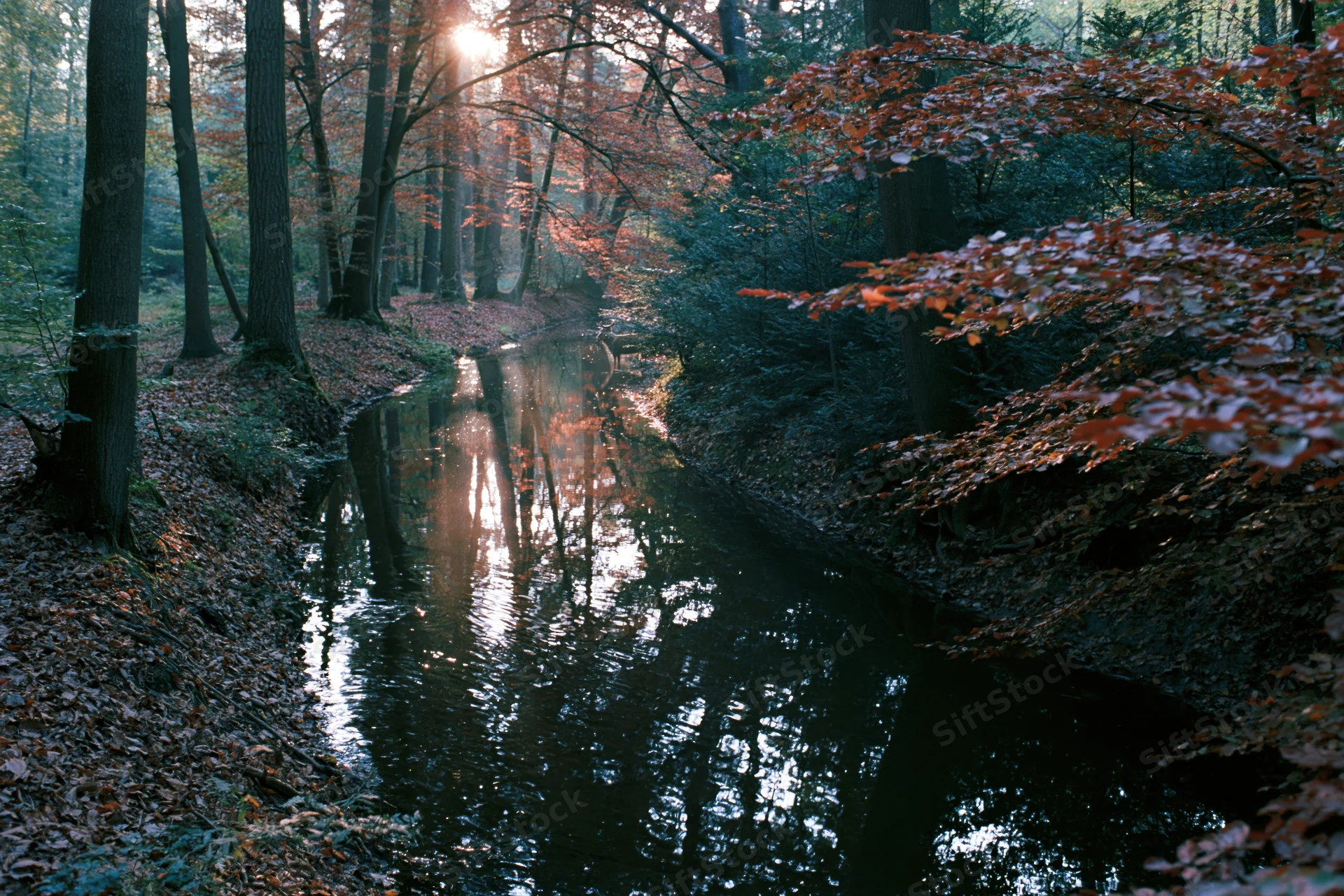 Narrow creek winding through dense autumn woodland with sunlight filtering through trees and reflecting on water surface