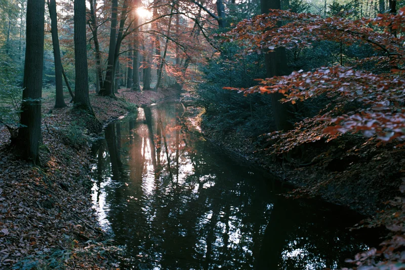 Narrow creek winding through dense autumn woodland with sunlight filtering through trees and reflecting on water surface