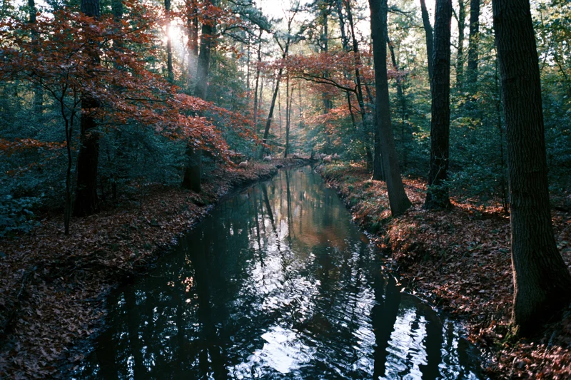 Narrow creek winding through dense autumn woodland with sunlight filtering through trees