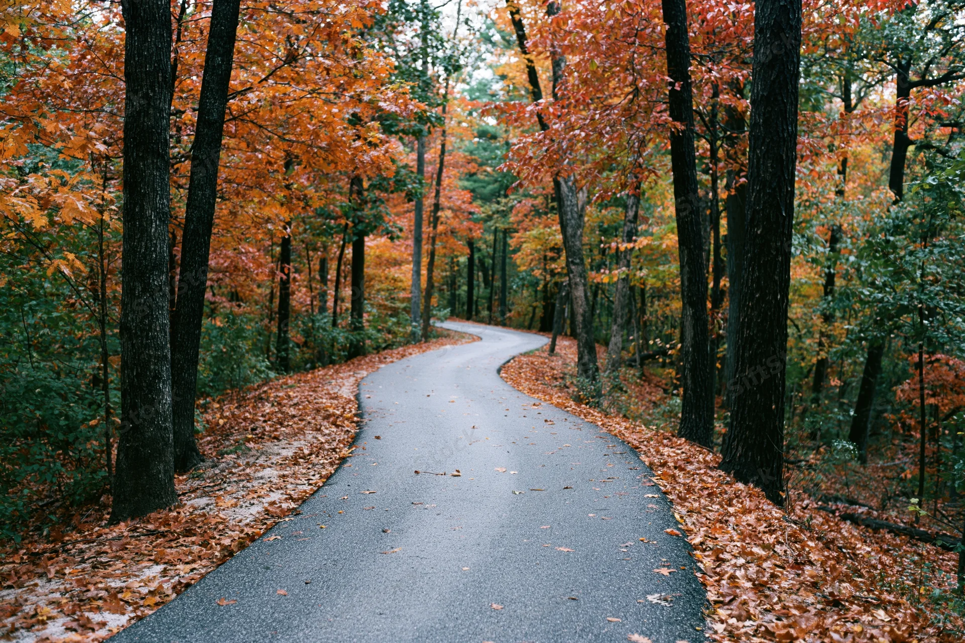 Winding paved path through a dense forest with autumn foliage and fallen leaves on the ground