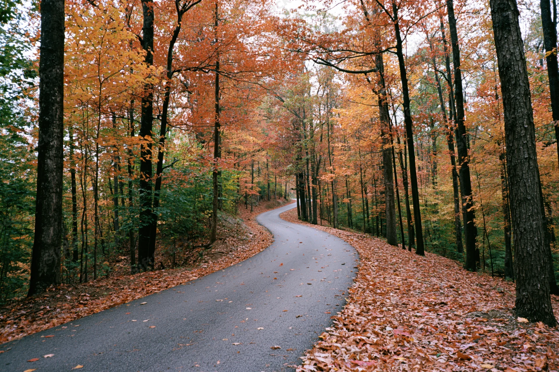 Winding paved path through autumn forest with fallen leaves and tall trees