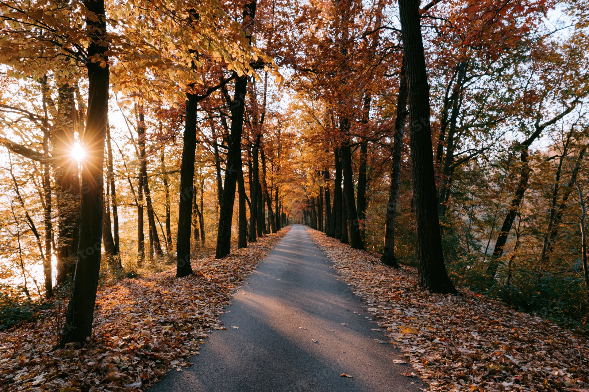 Paved pathway lined with autumn trees receding into the distance under golden sunlight