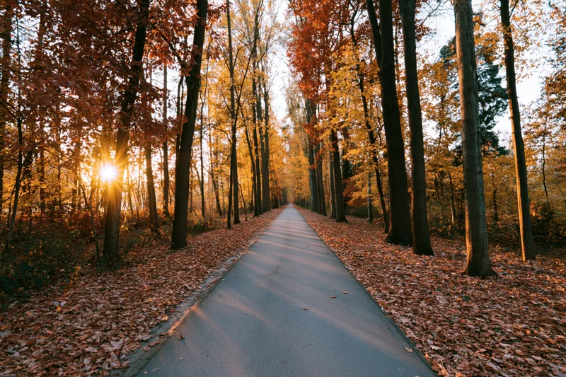 Paved pathway receding into autumn forest with sunlight filtering through trees