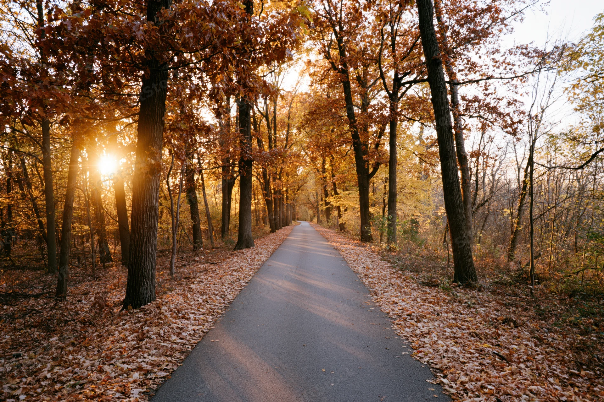 Paved pathway lined with autumn trees and fallen leaves leading into a forest at sunset
