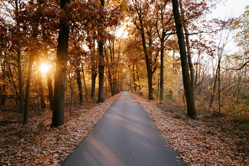 Paved pathway lined with autumn trees and fallen leaves leading into a forest at sunset