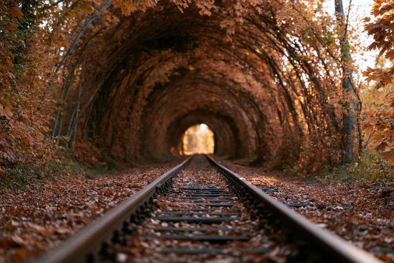 Railway tracks receding into a leafy tunnel formed by autumn trees in a forest