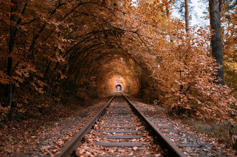 Railway tracks receding into a tunnel of autumn trees forming a natural arch over the path