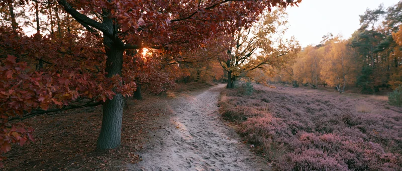 Narrow sandy path winding through autumn forest with red-leafed trees and purple heather under warm sunset light