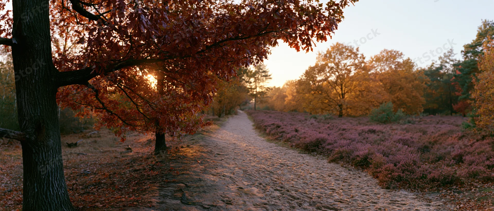Narrow sandy dirt path winding through autumn forest flanked by trees with orange foliage and purple heather under golden sunlight