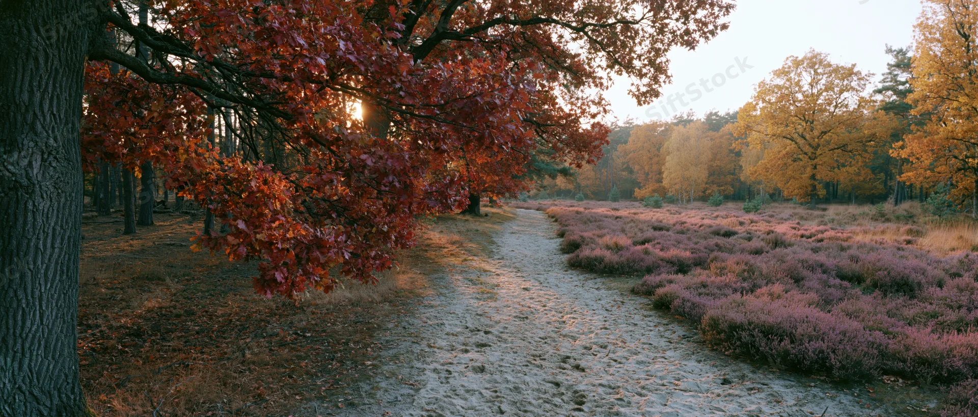 Narrow sandy dirt path winding through autumn forest with red and orange foliage and purple heather under sunlight