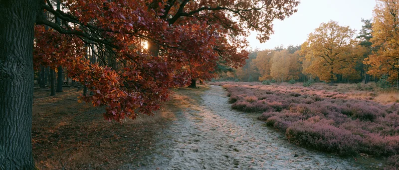 Narrow sandy dirt path winding through autumn forest with red and orange foliage and purple heather under sunlight